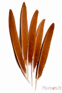Pfau blau - 33-37 cm - naturbraun